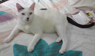 100210 Wawang Relif 基本デザイン.jpg 100210 Wawang Relif 基本デザイン.jpg